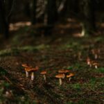 Photo mushrooms