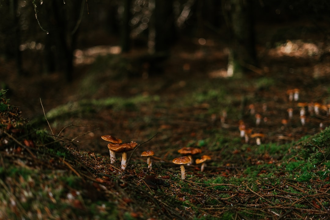 Photo mushrooms